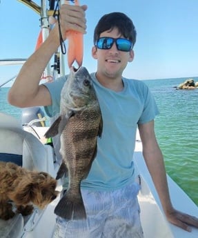 Black Drum Fishing in Clearwater, Florida