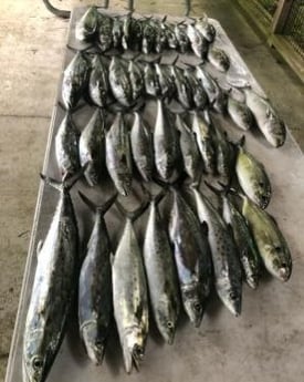 Bluefish, Spanish Mackerel Fishing in Pensacola, Florida