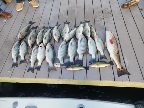 Hybrid Striped Bass, Largemouth Bass, Redfish, Striped Bass Fishing in Pensacola, Florida