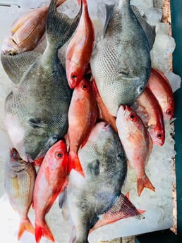 Bream, Triggerfish, Vermillion Snapper Fishing in Destin, Florida