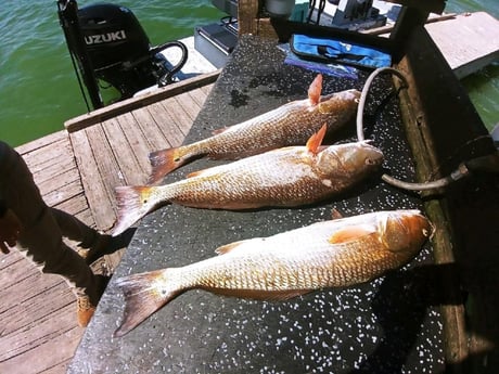 Redfish fishing in Rio Hondo, Texas