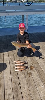Mangrove Snapper, Redfish Fishing in Orange Beach, Alabama