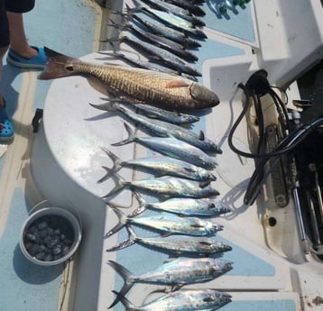 Redfish, Spanish Mackerel Fishing in Trails End, North Carolina