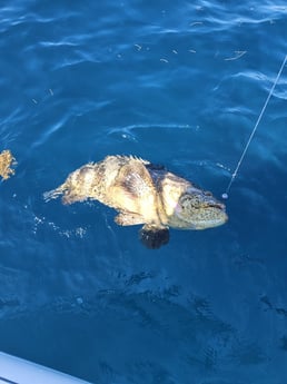 Goliath Grouper Fishing in Key Largo, Florida
