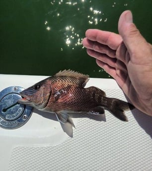 Grunt Fishing in Clearwater, Florida