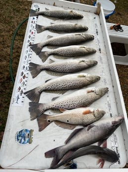 Blue Catfish, Redfish, Speckled Trout / Spotted Seatrout Fishing in Virginia Beach, Virginia
