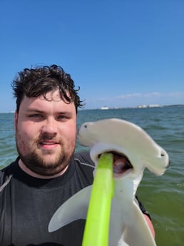 Bonnethead Shark Fishing in St. Petersburg, Florida