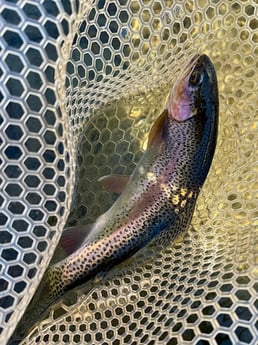 Fishing in Hume, California