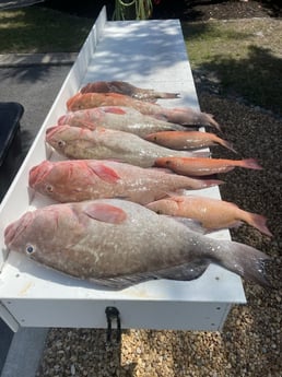 Mangrove Snapper, Red Grouper Fishing in Sarasota, Florida