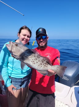 Scamp Grouper fishing in Clearwater, Florida