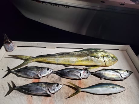 Albacore Tuna, Mahi Mahi / Dorado, Yellowtail Amberjack fishing in Pompano Beach, Florida