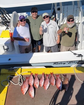 Mangrove Snapper, Red Snapper Fishing in Panama City, Florida