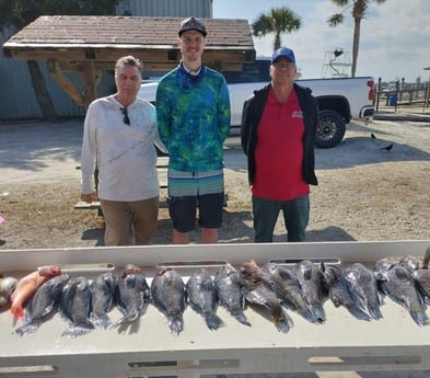 Black Seabass, Rockfish Fishing in Jacksonville, Florida