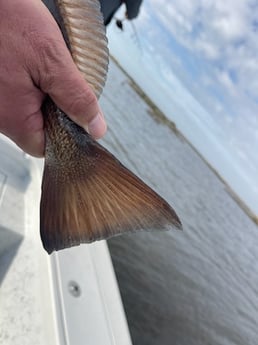 Redfish Fishing in Shell Beach, Louisiana