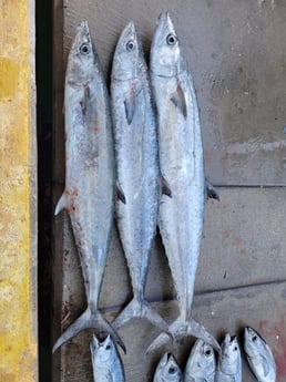 Blackfin Tuna, False Albacore, Kingfish Fishing in Port Isabel, Texas