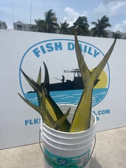 Mahi Mahi Fishing in Key West, Florida