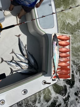 False Albacore, Kingfish, Red Snapper Fishing in Fort Lauderdale, Florida