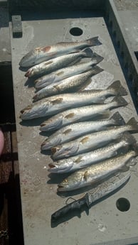Speckled Trout Fishing in Holmes Beach, Florida