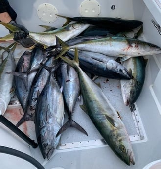 Bluefin Tuna, Yellowtail Amberjack Fishing in Dana Point, California