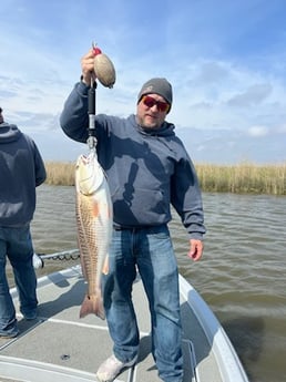 Redfish Fishing in Venice, Florida