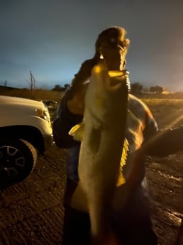 Largemouth Bass Fishing in Briarcliff, Texas