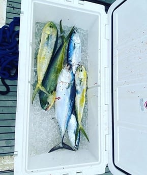 False Albacore, Mahi Mahi Fishing in Pompano Beach, Florida
