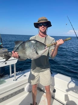 Triggerfish fishing in Santa Rosa Beach, Florida
