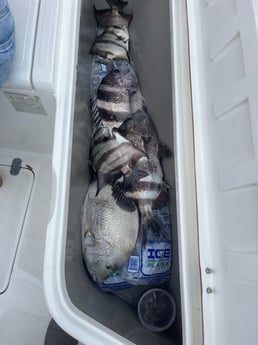 Sheepshead, Spadefish Fishing in Gulf Shores, Alabama