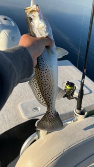 Speckled Trout / Spotted Seatrout Fishing in Fairfield, North Carolina