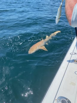 Nurse Shark Fishing in Pensacola, Florida