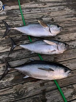 Blackfin Tuna Fishing in Wanchese, North Carolina