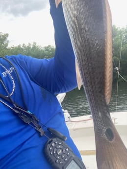 Redfish fishing in St. Petersburg, Florida