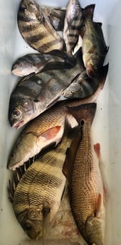 Black Drum, Redfish, Sheepshead Fishing in Biloxi, Mississippi, USA