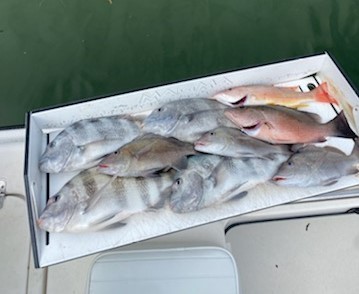 Mangrove Snapper, Mutton Snapper, Scup, Sheepshead Fishing in Sarasota, Florida