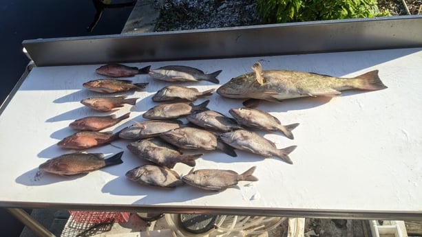 Gag Grouper, Mangrove Snapper, Scup / Porgy Fishing in St. Petersburg, Florida