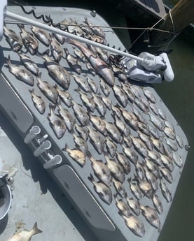 Redfish, Sheepshead Fishing in Port Orange, Florida