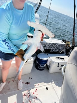 Hammerhead Shark Fishing in Charleston, South Carolina