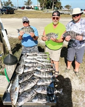 Sheepshead, Speckled Trout / Spotted Seatrout Fishing in Cape Coral, Florida