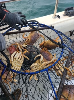 Crab Fishing in Bodega Bay, California