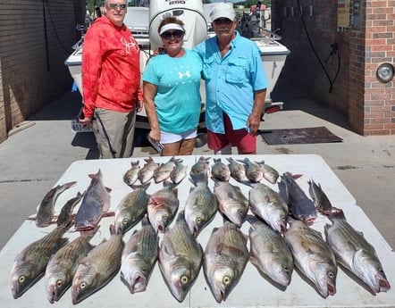 Blue Catfish, Hybrid Striped Bass, Striped Bass fishing in Runaway Bay, Texas