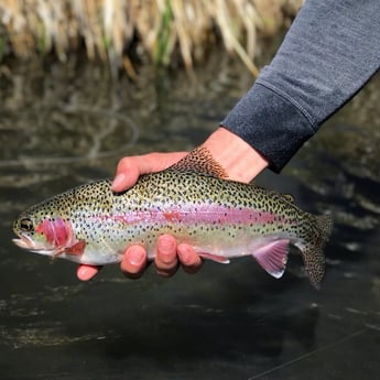 Brown Trout fishing in Deer Lodge, Montana