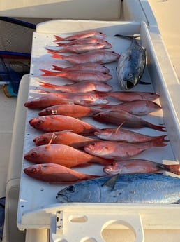 Little Tunny / False Albacore, Vermillion Snapper Fishing in Pensacola, Florida