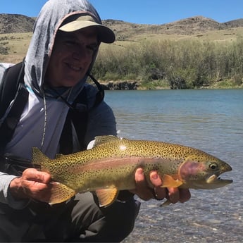 Rainbow Trout fishing in Sheridan, Montana