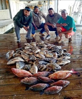 Lane Snapper, Mangrove Snapper, Sheepshead Fishing in Boothville-Venice, Louisiana