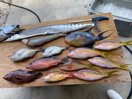 Grunt, Mangrove Snapper, Triggerfish, Yellowtail Snapper fishing in Jupiter, Florida