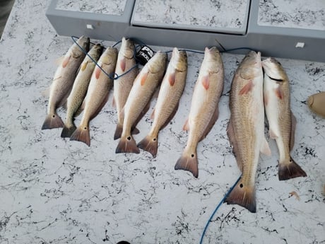 Redfish, Speckled Trout / Spotted Seatrout Fishing in Rio Hondo, Texas