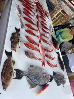 Black Grouper, Cod, Red Snapper, Triggerfish Fishing in Orange Beach, Alabama