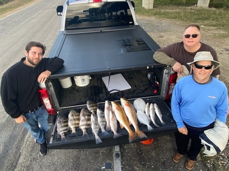 Redfish, Sheepshead, Speckled Trout / Spotted Seatrout fishing in Port Arthur, Texas, USA