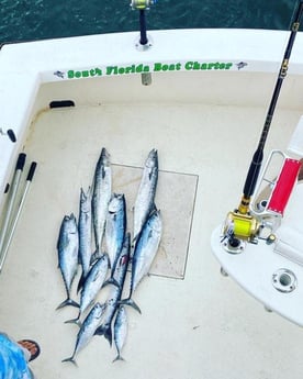 Barracuda, Skipjack Tuna, Spanish Mackerel Fishing in Pompano Beach, Florida