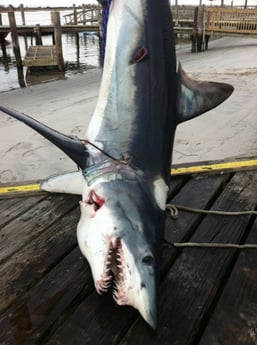 Mako Shark Fishing in Freeport, New York, USA